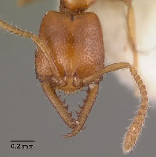 Stigmatomma normandi specimen