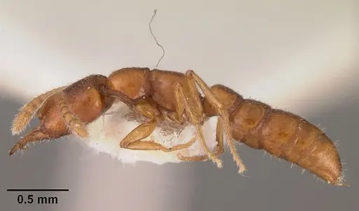 Stigmatomma normandi specimen