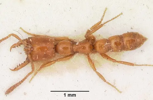 Stigmatomma normandi - CASENT0104571