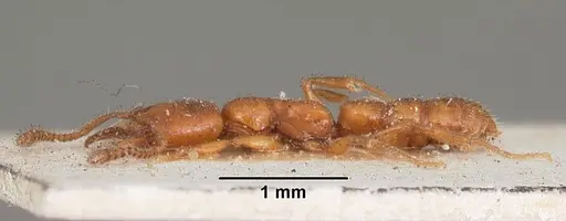 Stigmatomma normandi - CASENT0104571