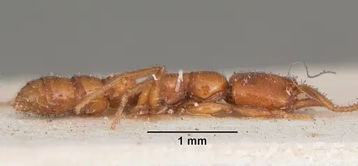 Stigmatomma normandi - CASENT0104571