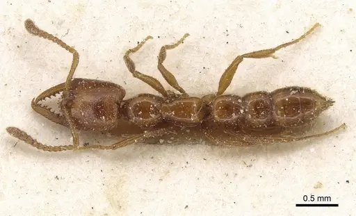 Stigmatomma normandi - CASENT0915103