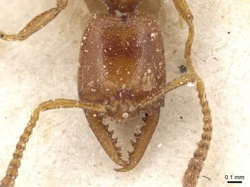 Stigmatomma normandi - CASENT0915103