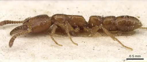 Stigmatomma normandi - CASENT0915103