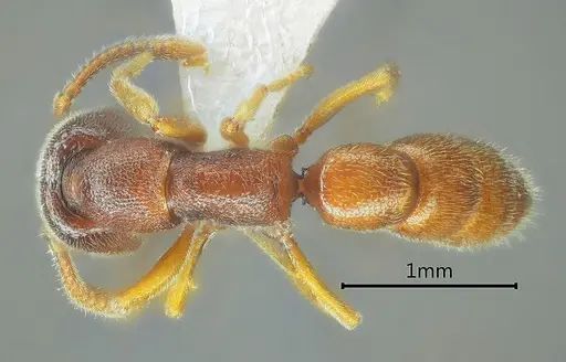 Stigmatomma octodentatum specimen