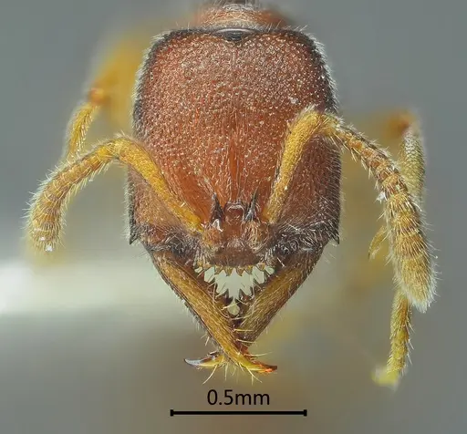 Stigmatomma octodentatum specimen