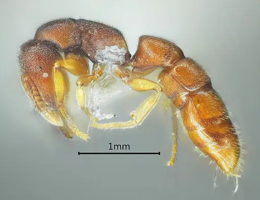 Stigmatomma octodentatum specimen