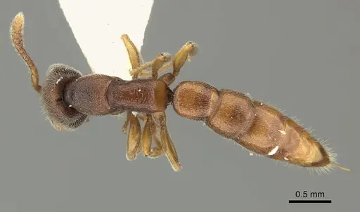 Stigmatomma octodentatum - CASENT0235342