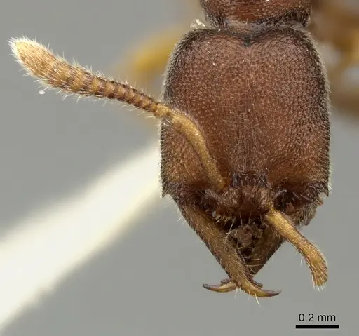 Stigmatomma octodentatum - CASENT0235342