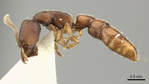 Stigmatomma octodentatum - CASENT0235342