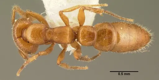 Stigmatomma ophthalmicum specimen