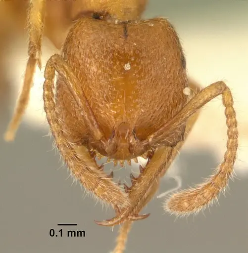 Stigmatomma ophthalmicum specimen