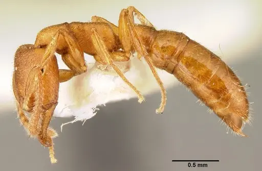 Stigmatomma ophthalmicum specimen