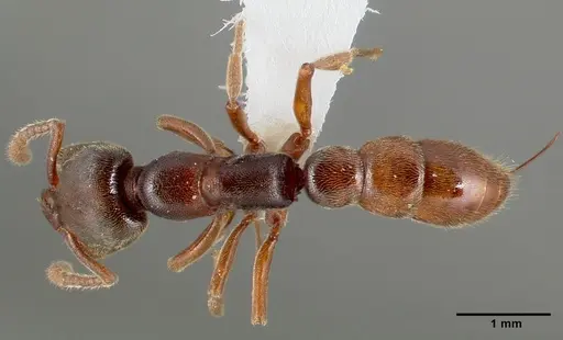 Stigmatomma oregonense specimen