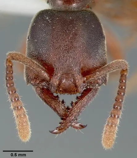 Stigmatomma oregonense specimen