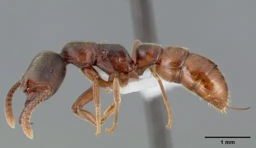 Stigmatomma oregonense specimen