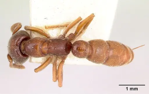 Stigmatomma oregonense - CASENT0103326