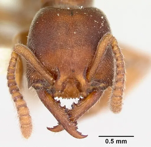 Stigmatomma oregonense - CASENT0103326