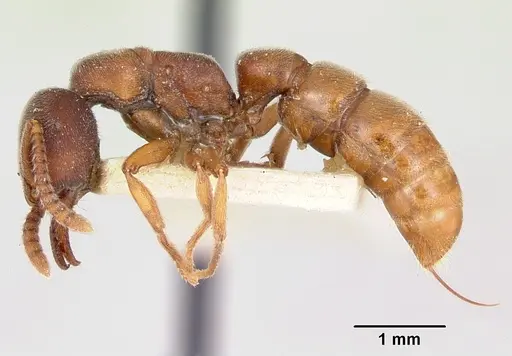 Stigmatomma oregonense - CASENT0103326