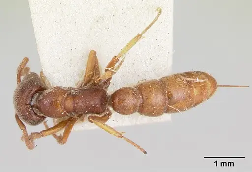 Stigmatomma oregonense - CASENT0172805