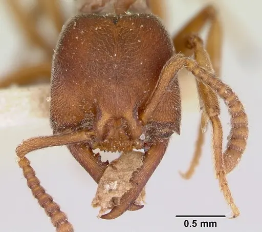 Stigmatomma oregonense - CASENT0172805