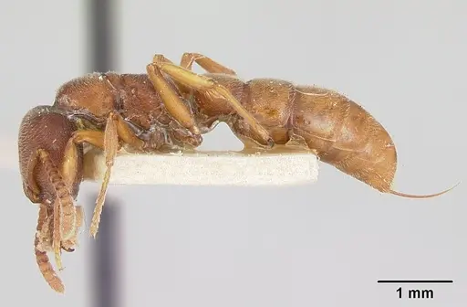 Stigmatomma oregonense - CASENT0172805