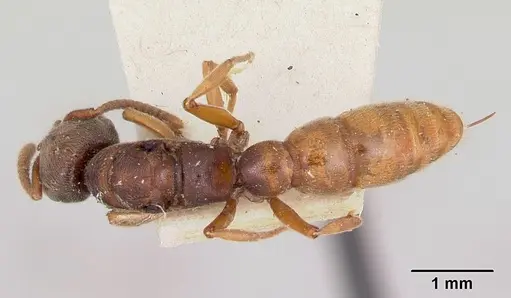 Stigmatomma oregonense - CASENT0172806