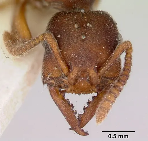 Stigmatomma oregonense - CASENT0172806