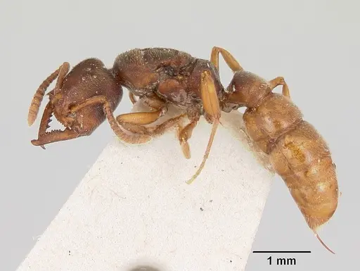 Stigmatomma oregonense - CASENT0172806