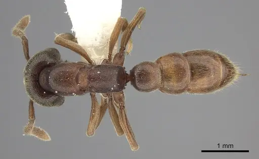 Stigmatomma oregonense - CASENT0260451