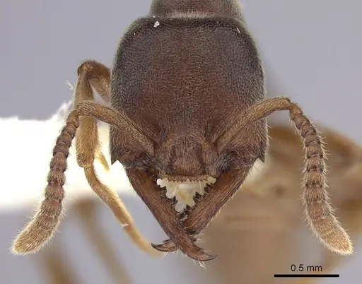 Stigmatomma oregonense - CASENT0260451