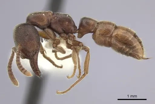 Stigmatomma oregonense - CASENT0260451