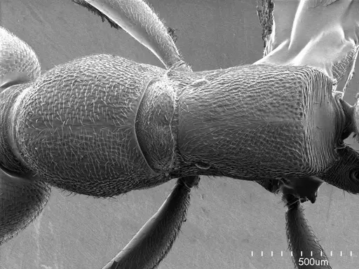 Stigmatomma pallipes specimen