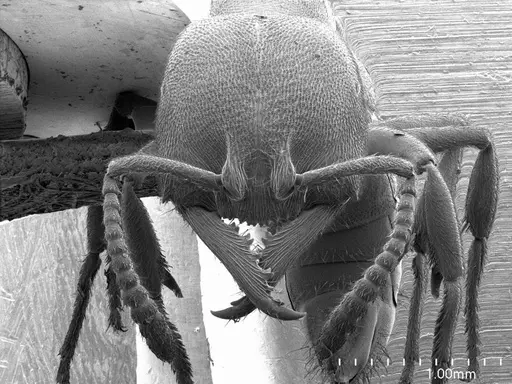 Stigmatomma pallipes specimen