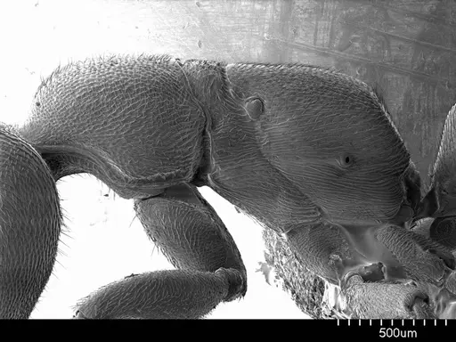 Stigmatomma pallipes specimen