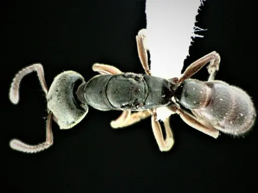 Stigmatomma pallipes - ANTWEB1041508