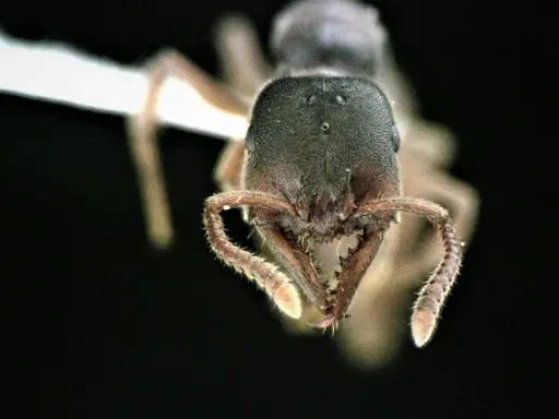 Stigmatomma pallipes - ANTWEB1041508