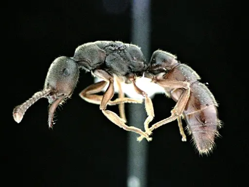 Stigmatomma pallipes - ANTWEB1041508