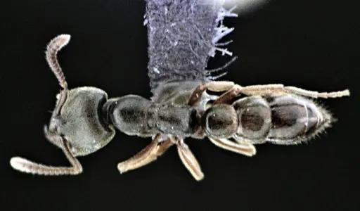 Stigmatomma pallipes - ANTWEB1041509