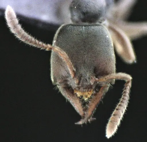 Stigmatomma pallipes - ANTWEB1041509