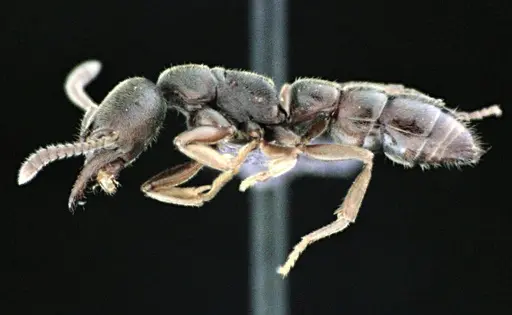 Stigmatomma pallipes - ANTWEB1041509