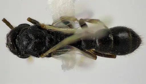 Stigmatomma pallipes - ANTWEB1041586