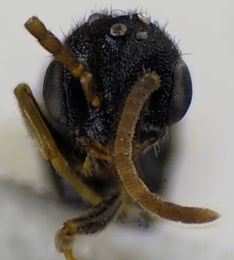 Stigmatomma pallipes - ANTWEB1041586