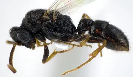 Stigmatomma pallipes - ANTWEB1041586