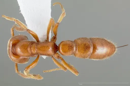 Stigmatomma pallipes - CASENT0005434