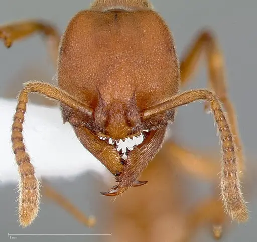 Stigmatomma pallipes - CASENT0005434