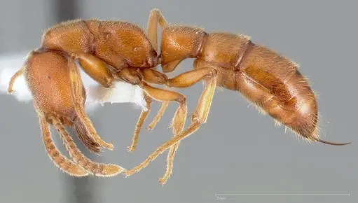 Stigmatomma pallipes - CASENT0005434