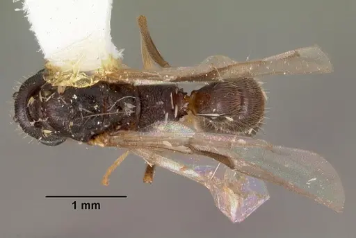 Stigmatomma pallipes - CASENT0102196
