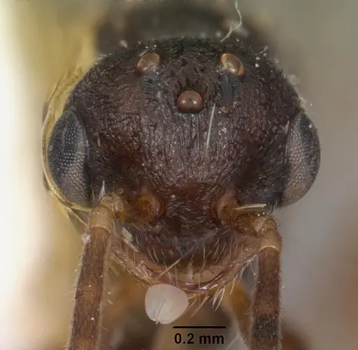 Stigmatomma pallipes - CASENT0102196