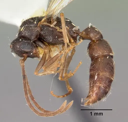 Stigmatomma pallipes - CASENT0102196